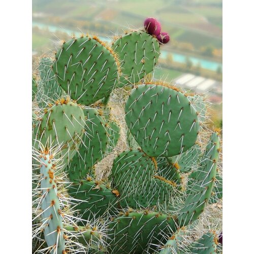      (Opuntia engelmannii), 5    -     , -, 