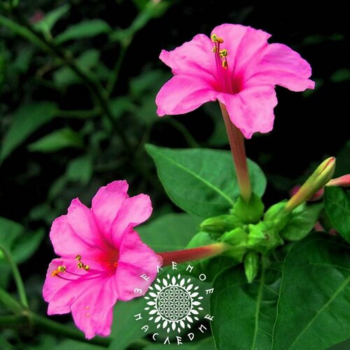     -   (. Mirabilis jalapa) 5    -     , -, 