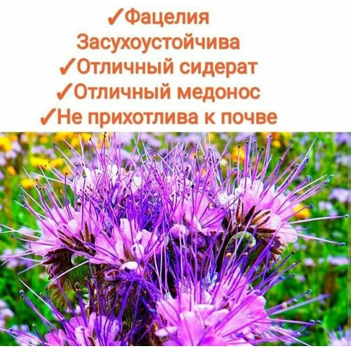 ���� ������� ������������ 200 ��, ������, �������, �������, �������� ������ � ������, 100%��������� ������ ������