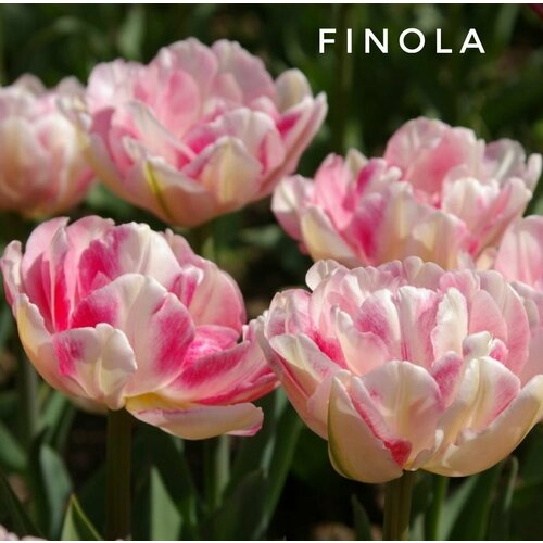    ,  12+  FINOLA - (5 )   -     , -, 