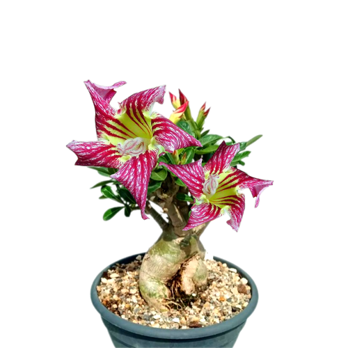 ���� ������������ ������ ������� Pam Pam ������ ������