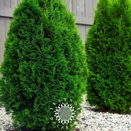      (. Platycladus orientalis) 50  Green Legacy   -     , -, 