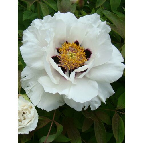      (Paeonia suffruticosa), 5    -     , -, 