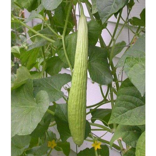 ���� ������������� ������ ������ ��������� ������ ������