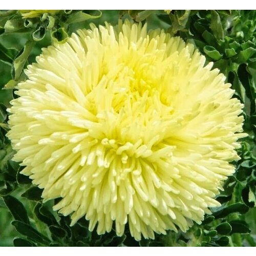 ���� ����� ������ ������, ����� ������� ������ ����������, �������� �� ���������� ������������� �����, 35 ����� ������ ������