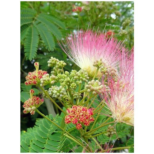 ���� ������ ������ �������� (Albizia julibrissin), 10 ���� ������ ������