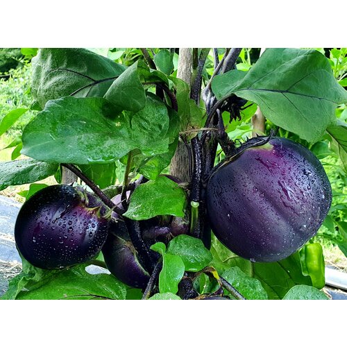 ���� ������ �������� ������� ������� (Nagaoka Kinchaku) / Seeds And Goods / � �������� zip-lock ��� ���������� 15 ����� ������ ������