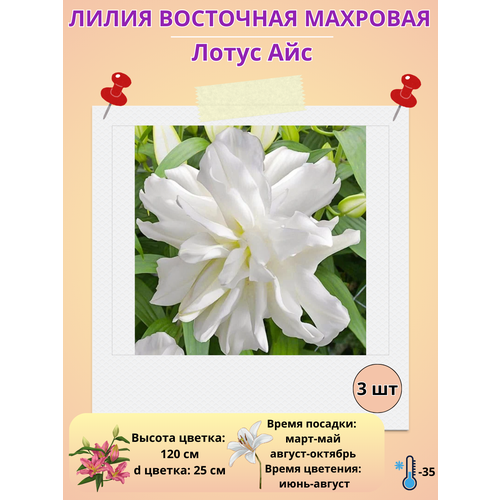 ���� ����� ��������, ��������� ����� ���, ����������� ����� ������ ������