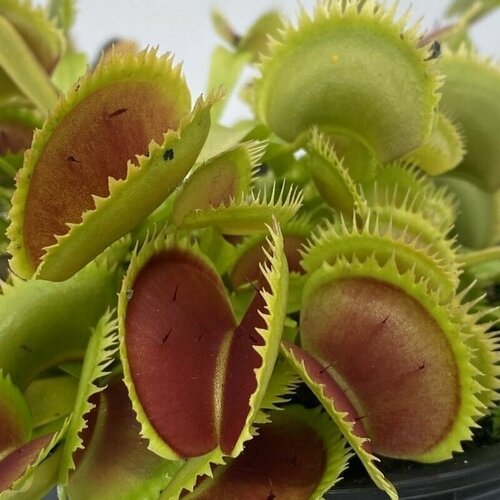     5 ,  UK Sawtooth1 (Dionaea UK Sawtooth1)     -     , -, 