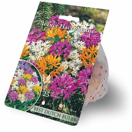 ���� ��� ������������ (������) ����� ������ ���������� 25 ������� 4/5 ������ ������