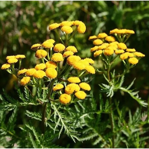 ���� ������ ������ ����� ������������ 500 ��. ������ ������