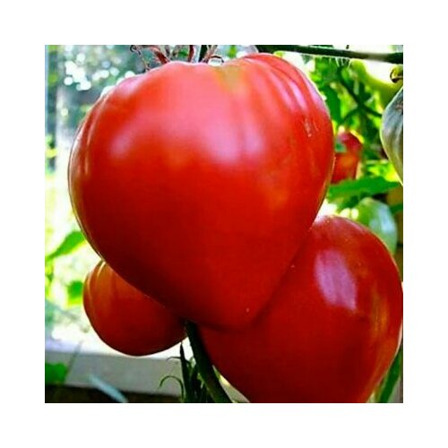 ���� ������������� ������ ������ ����� ������ ������� ������ ������