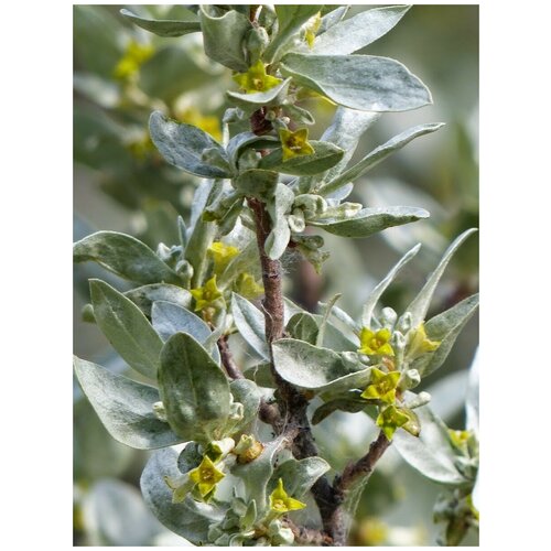 ���� ������ ��� ����������� ������������� (Elaeagnus commutata), 20 ���� ������ ������