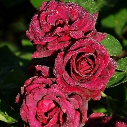 ���� ���� ���������� ����� ���� 2 �� ������ ������