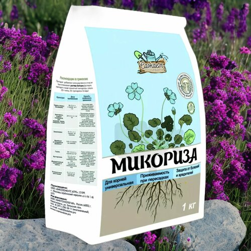 ���� �������� ������� ����� 1�� / 1��. ������ �������� ������ ������