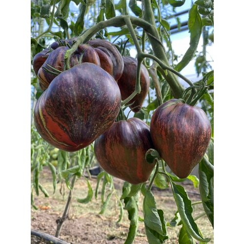 ���� ������ ����� �������� ������� ����������� (Rebel starfighter prime), 10 ���� ������ ������