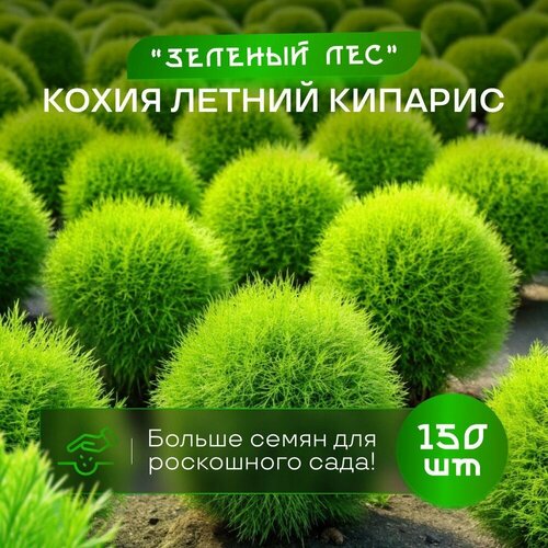 ���� ����� ������ ������� ������� ��� ������ 150 �� ������ ������