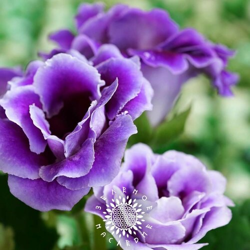 ���� ������ ��������� �������� (���. Gloxinia Violacea) 20 �� �� Green Legacy ������ ������