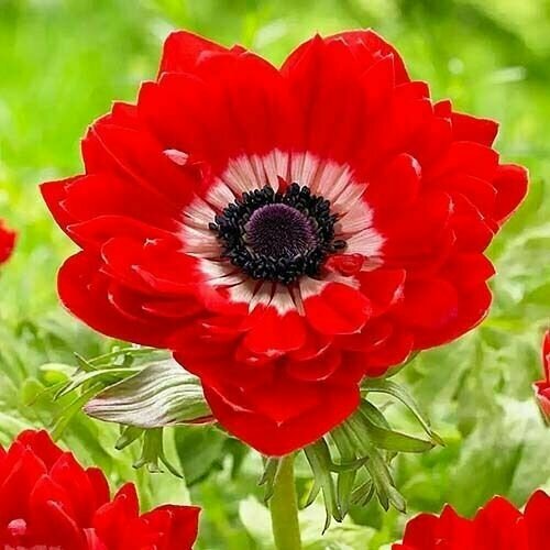 ���� ������� ������� �. �. 5-6 ���������� 5 ��. ������ ������