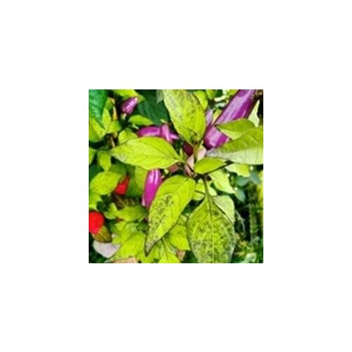     Purple Cayenne , 5  +    -     , -, 