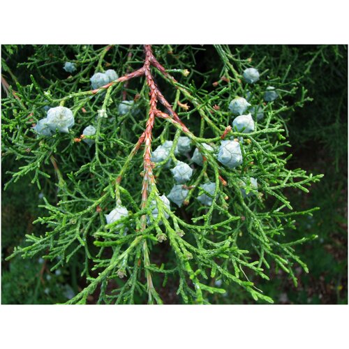    -   (. Cupressus lusitanica)  50   -     , -, 