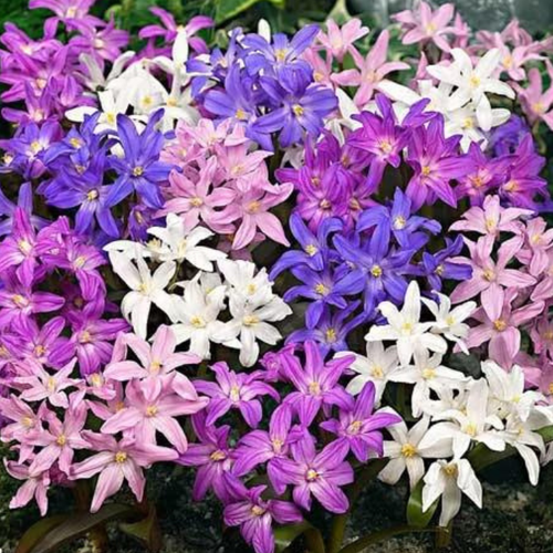 ���� �������� ���������� ����� ( 20 �� ) ������ ������