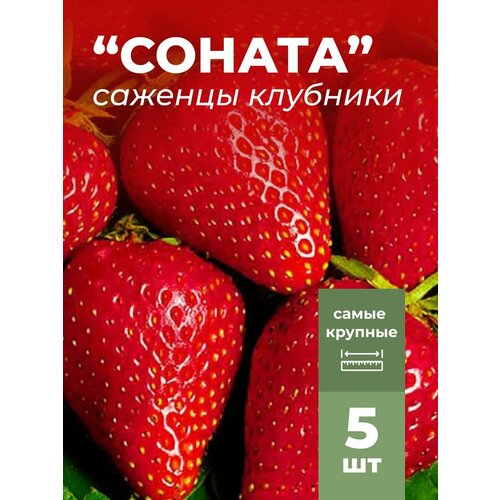 ���� �������� ����� ������������� ������ �������/��������� �������� 5 �� ������ ������