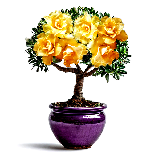 ���� ������������ ������ ������� ������� ��� 3 ��. ������ ������