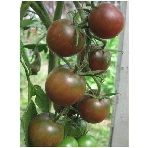      (Black cherry), 10    -     , -, 