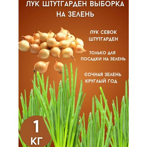 ���� ��� ���������� �� ������ 1�� ������ ������