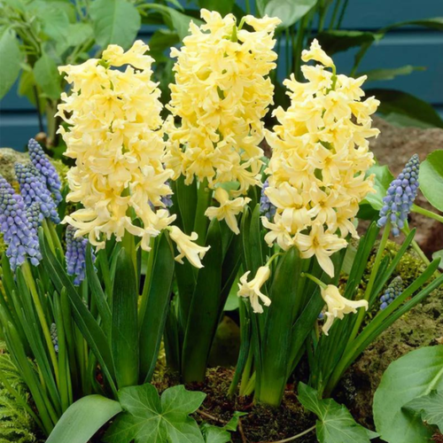 ���� ������� ������ �������� (2 ��) ������ ������