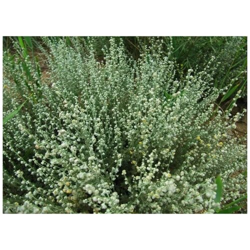 ���� ������ ������ ������ �������� 200 ��. ������ ������