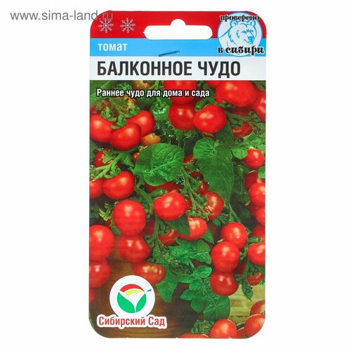 ���� ������ ����� 