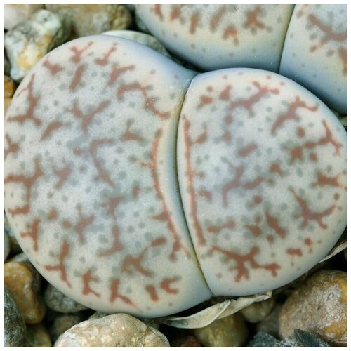      Lithops pseudotruncatella C-263 10 .   -     , -, 