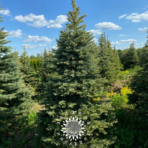 ���� ������ ����� ��� - ��� ��������� (���. Picea glauca) 30�� �� Green Legacy ������ ������