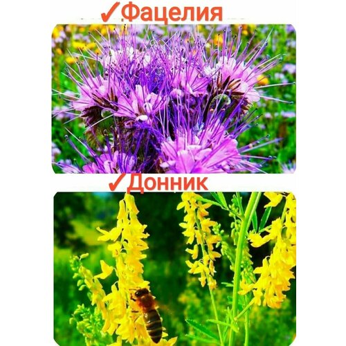 ���� ����� ���������� �����/����/���������, 100�� (������+�������), �������� ������ � ������, 100% ���������, premium ������ ������