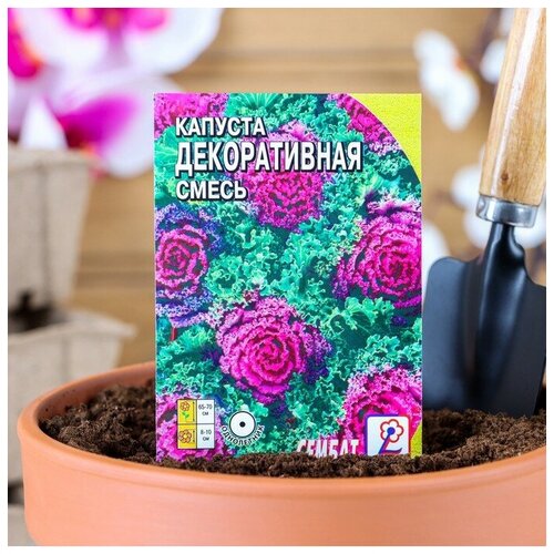 ���� ������ ������ ������� ������������, �����, 40 �� ������ ������