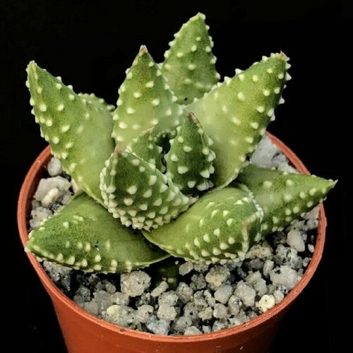      (Haworthia MARGARITIFERA, KEIMUNG BEI),    -     , -, 