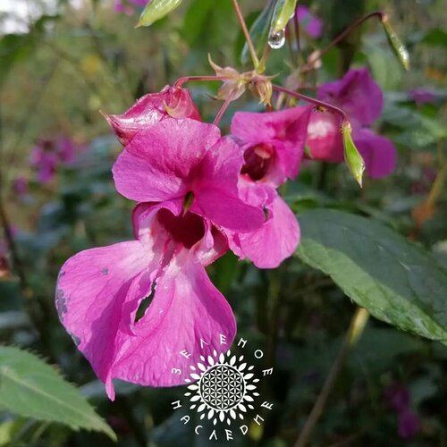     -   (. Impatiens glandulifera) 10   -     , -, 