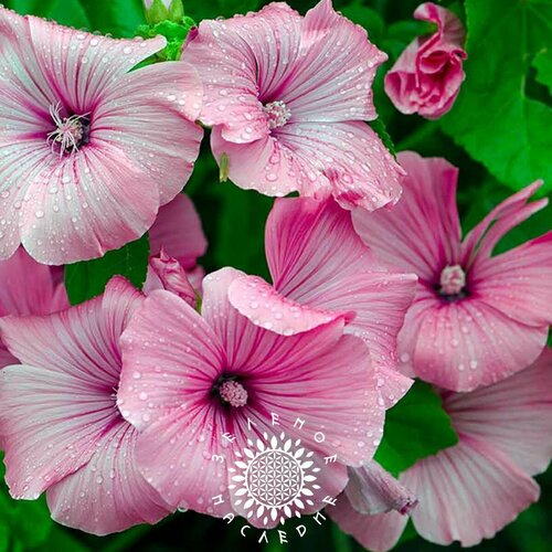    ,  (. Lavatera trimestris) 35    -     , -, 