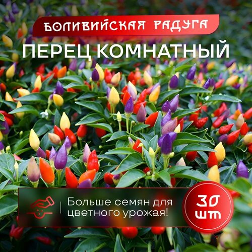 ���� ����� ��������� ������������ ������ ����������� ������ 30 �� ������ ������