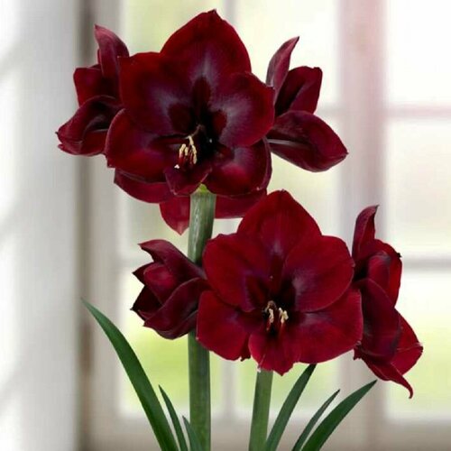    , Hippeastrum Grand Diva,  ,    -     , -, 