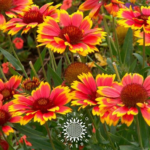     -  (. Gaillardia aristata) 50    -     , -, 