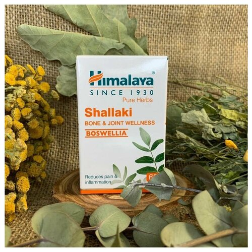  Shallaki (, ) Himalaya ()      ,    , 60 .  