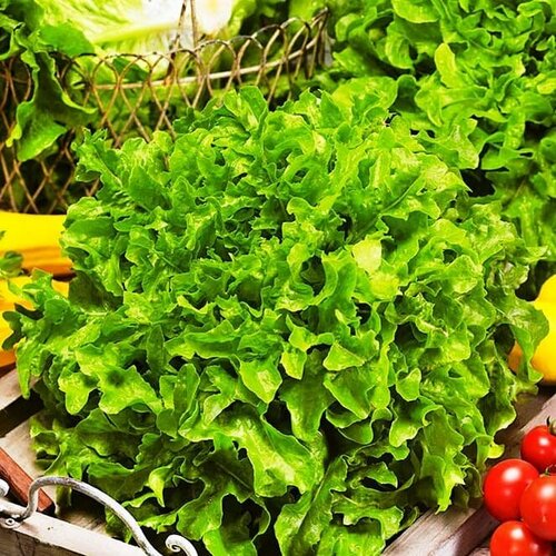 ���� ����� ���������� �������� (������). ������. ������ ������