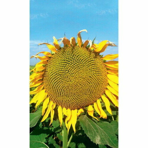 ���� ������ ������������ �� ������� (��) �/� ������ ������