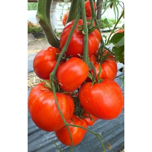 ���� ������ ������ ������ ������� (Kangaroo Heart) / Seeds And Goods / � �������� zip-lock ��� ���������� 10 ����� ������ ������