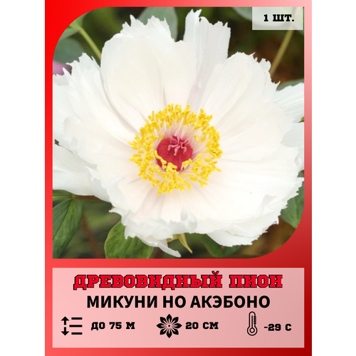 ���� ���� ����������� ������ �� ��������, ������� 1 ����� ������ ������