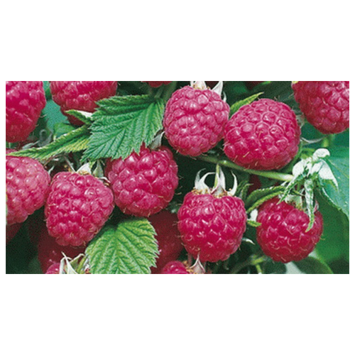 ���� ������� ������ ������������ ������ ������