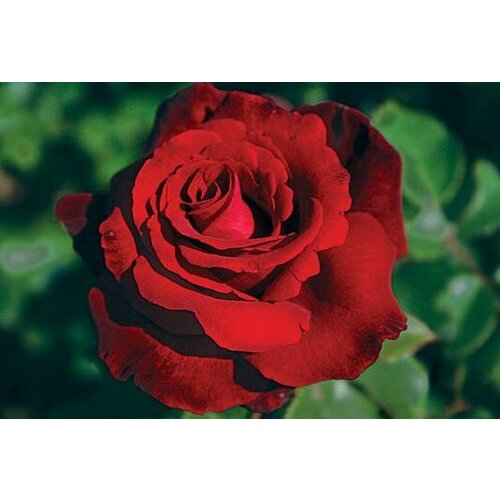 ���� ������ ���� �����-��������� ���� ������� (������� ������) 5 ��. (1 ��������) ������ ������